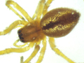 Cheiracanthium erraticum